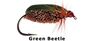 Green Beetle 12 